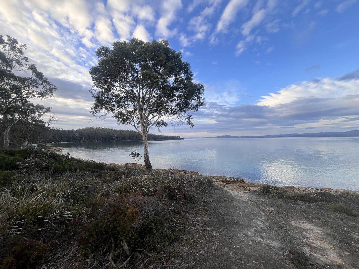 Eucalyptus tree on the rocky shore of Norfolk Bay